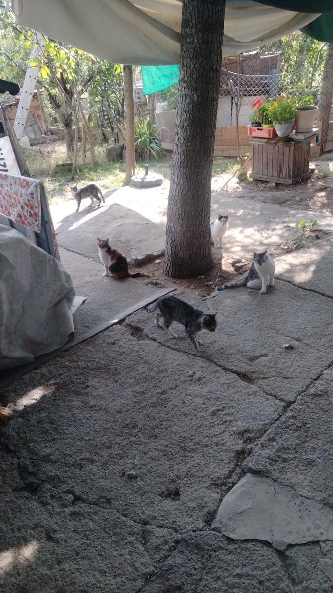 Bisim ahaliynen güneşleniyos 
Bilim bakalım hamkisi benim?