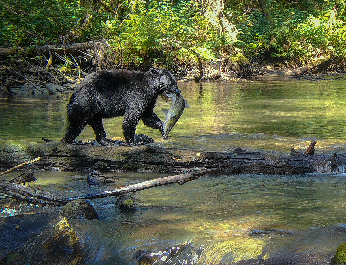A Black Bear proudly carries off its catch of a large Chinook Salmon in the upper Pitt River Valley. @pittriverlodge #caughtoncamera #pittriverlodge #pittriver #trailcam #trailcamera #wildlife #wildlifephotography #gamecamera #gamecam #trailcampics #cameratrap #trailcamcatch
