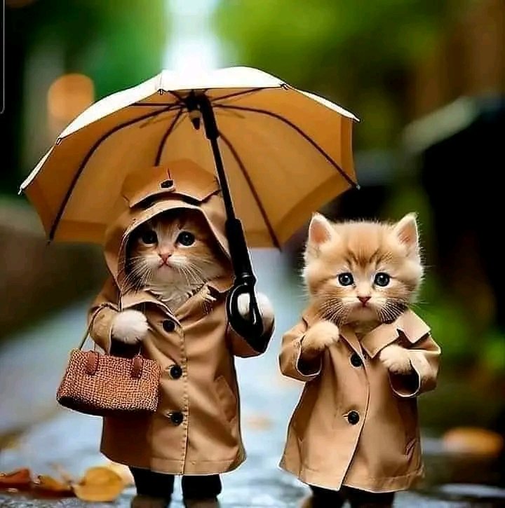 #JovenClubGranma te desea el mejor de los días y te recuerda que estamos a tan solo un clic de distancia para ofrecerte variados servicios como #Mochila, #EcuRed, #Ludox, entre otros.
Que la lluvia no detenga tus anhelos😉