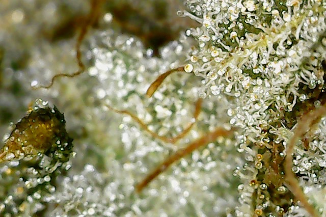 Trichome_Kings's tweet photo. Grape Diamonds π π #CannabisCommunity #ethosmultipass https://t.co/HBivtjUYmQ