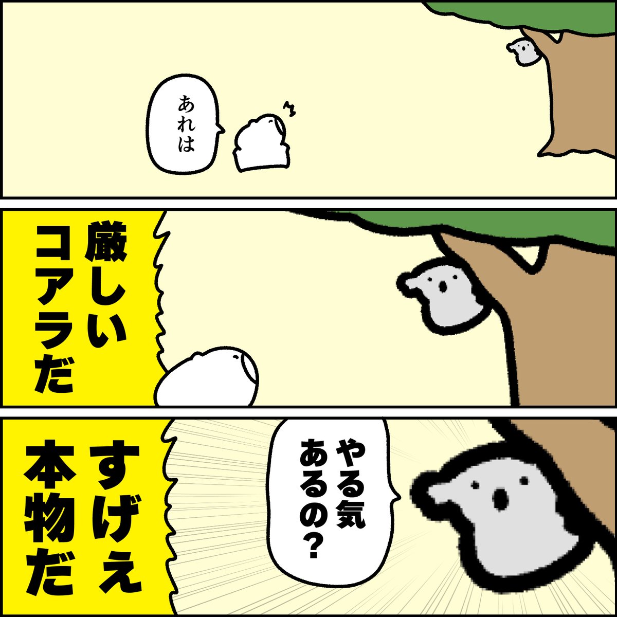 激レアのコアラ