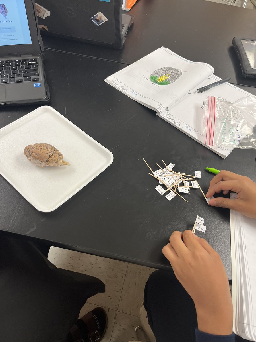 MFMSPride's tweet photo. "🧠🐑 Mrs. Neve's class is diving into the fascinating world of brain science! 📚🔬 They're exploring the structure and function of the brain and its parts using a real sheep brain. 🐏🧠 Learning can be so hands-on and exciting! 🌟 #BrainExploration #HandsOnLearning" https://t.co/vSeh12yM6p
