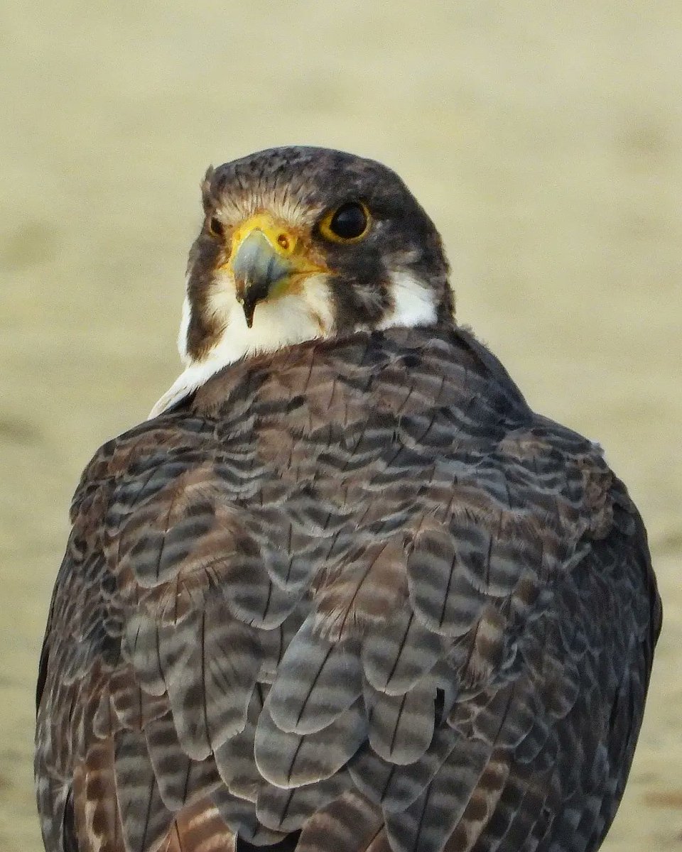 'PORTRAIT'
Peregrine Falcon 
Shambhar Lake, Jaipur Rajasthan
15102023
#indian #peregrine #falcon #portrait #closeup
#habitat #portrait #raptor 
#vanakriti
#natgeo 
#naturephotography 
#nature_of_our_world 
#nationalgeographic_ #nature_perfection 
#netgeotravelindia 
#IndiAves