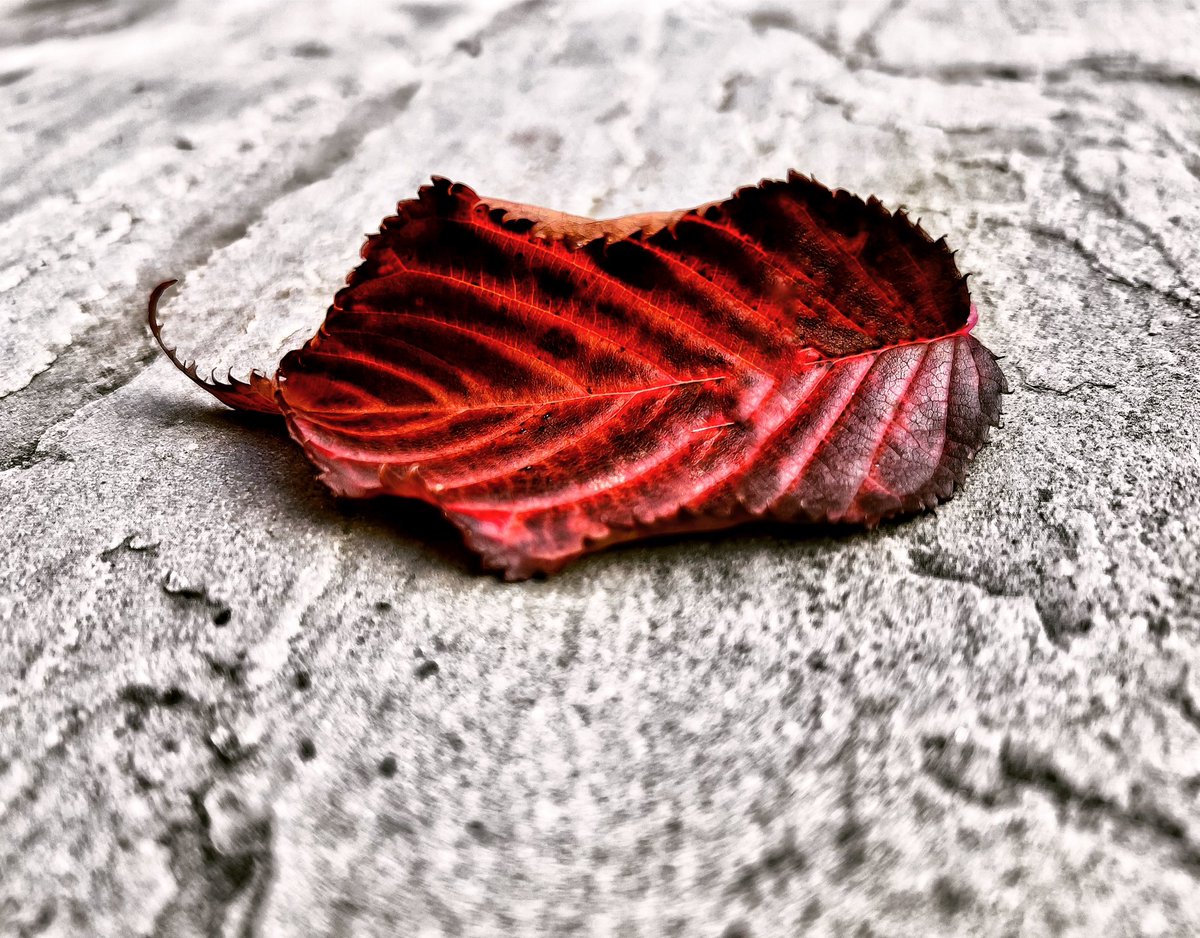 Autumn Colours
#autumncolours #leaf #patterns #stripes #pavingstones #rawphotography #iphonephotography #shotoniphone
