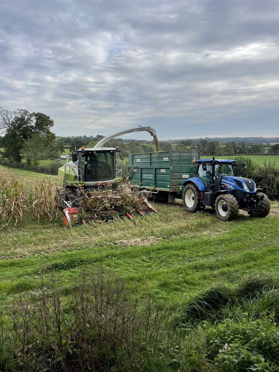 Finally getting the maize cut. Think we might have caught it just before the Great Storm. #it’sabitbreezy ⁦<a href="/CLAAS_UK/">CLAASUK</a>⁩ ⁦@NewHollandAG⁩ ⁦<a href="/TheNAAC/">The NAAC</a>⁩ ⁦<a href="/LlpSeeds/">Pearce Seeds LLP</a>⁩