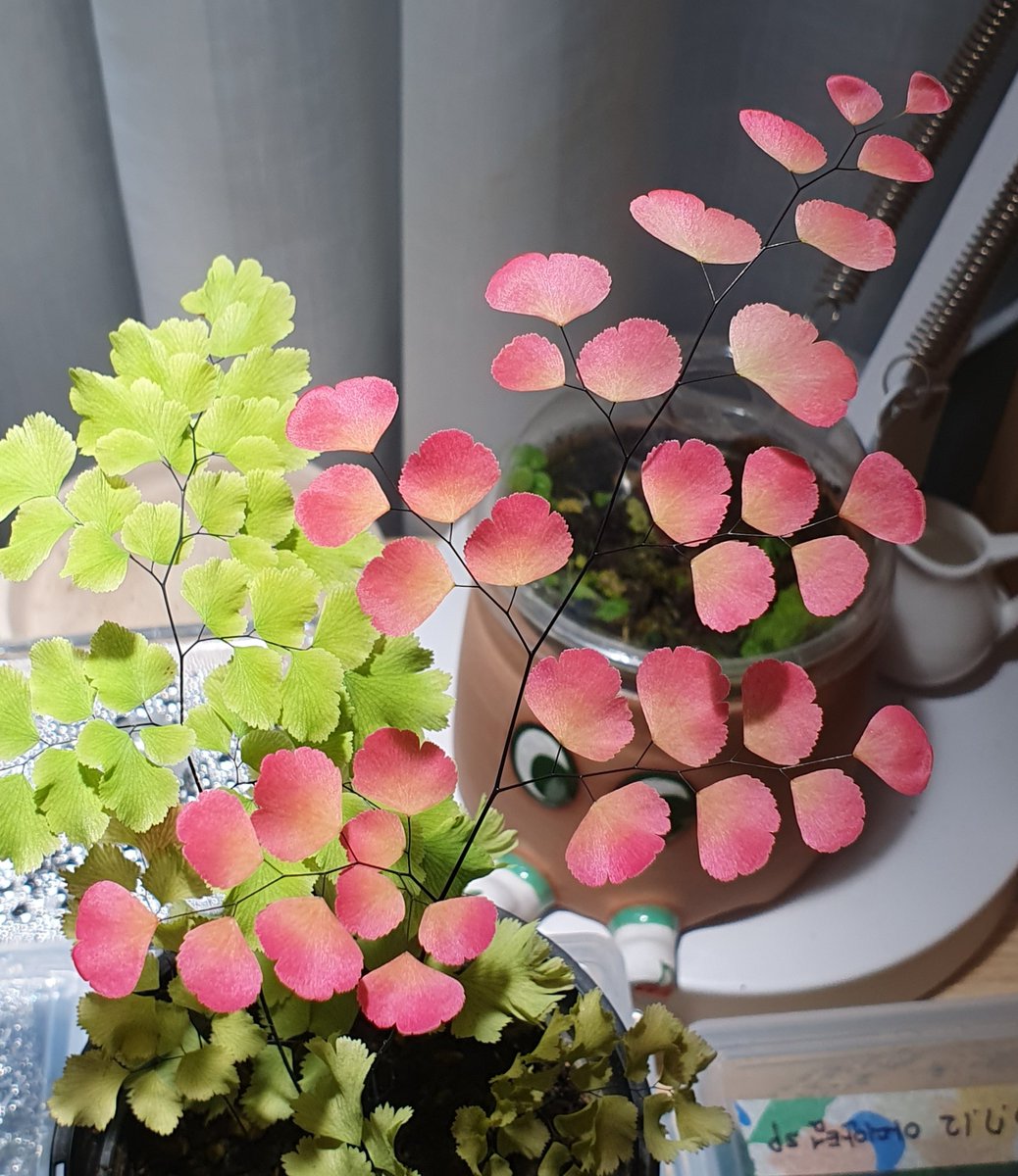 크크크 크레이지...