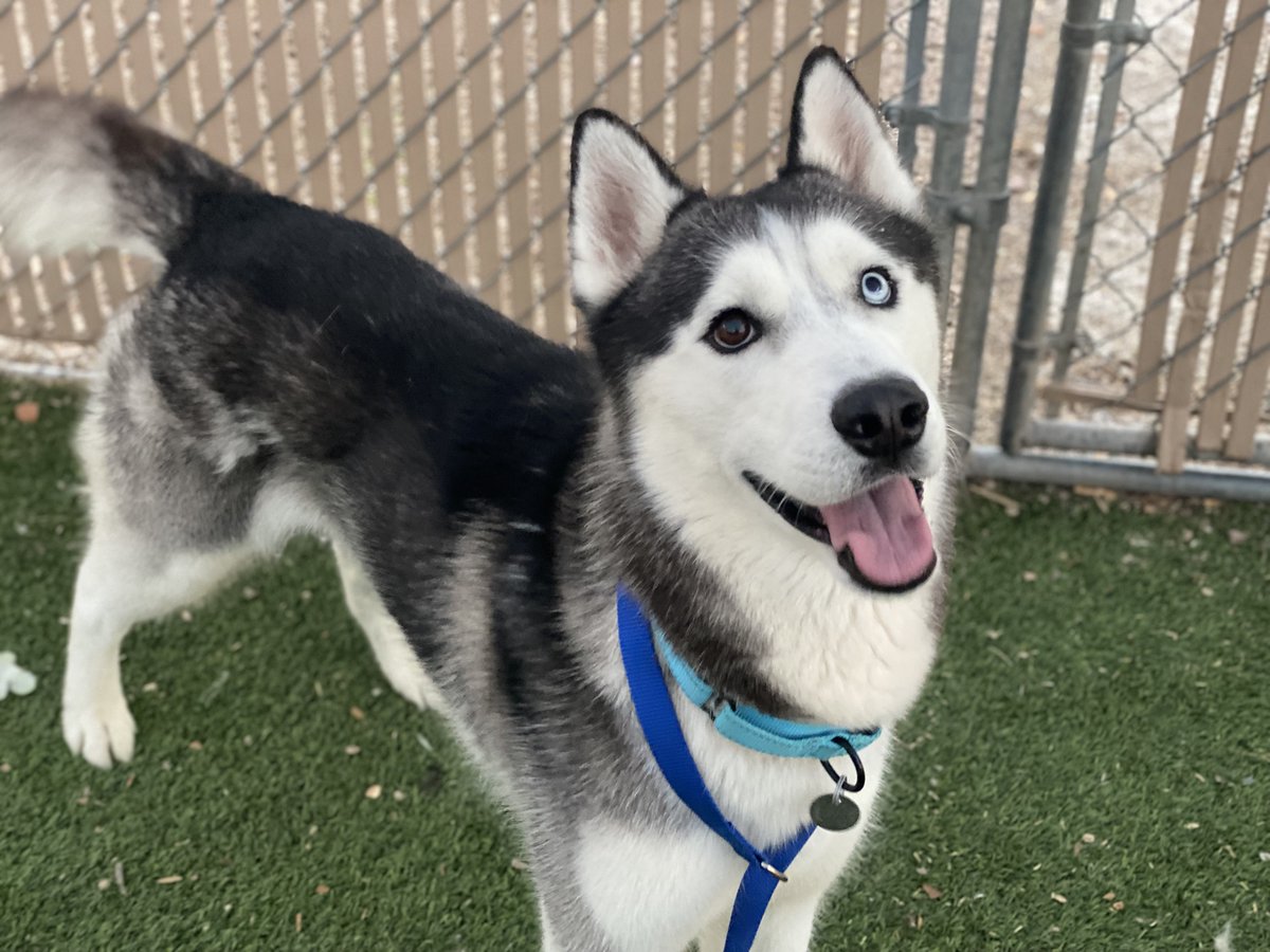 Koda is here to remind you it's #AdoptaShelterDogMonth!
This 2yo stud has been at the shelter for 1 month. He likes to run around and explore but will check back in with you to sneak in a smooch. 😘
Koda is at our East shelter! We are open from 12-6pm.
Maricopa.gov/Pets