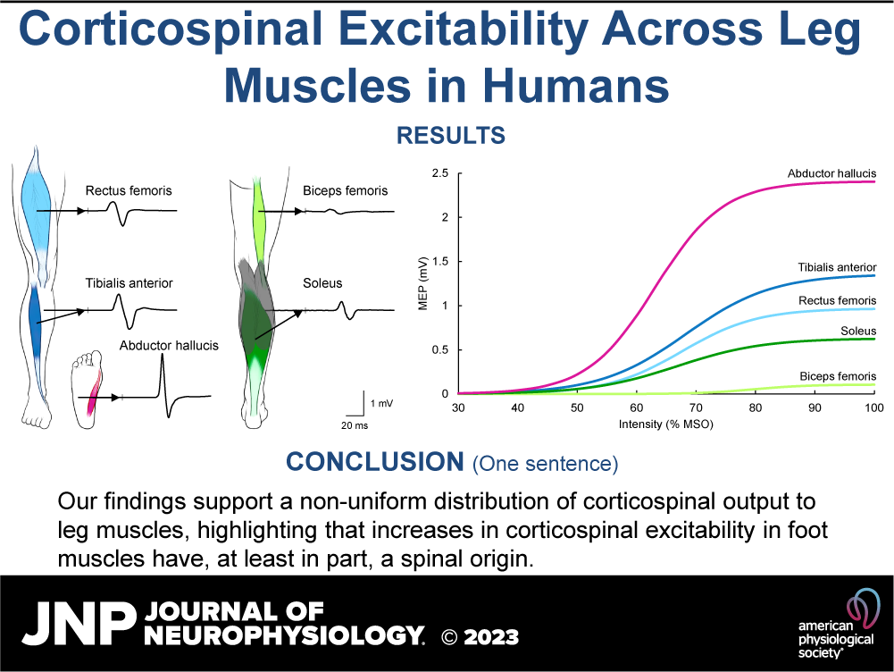 JNP (@jneurophysiol) on Twitter photo 🔓🦵#OpenAccess New research coauthored by #JNeurophysiol's Associate Editor <a href="/MonicaPerezPhD/">Monica Perez</a> "Corticospinal excitability across lower limb muscles in humans"
ow.ly/HIlp50PSCnS
<a href="/AbilityLab/">Shirley Ryan AbilityLab</a> #CorticospinalExcitability #CorticospinalOutput #AbductorHallucis #LowerLimb 🔓🦵#OpenAccess New research coauthored by #JNeurophysiol's Associate Editor <a href="/MonicaPerezPhD/">Monica Perez</a> "Corticospinal excitability across lower limb muscles in humans"
ow.ly/HIlp50PSCnS
<a href="/AbilityLab/">Shirley Ryan AbilityLab</a> #CorticospinalExcitability #CorticospinalOutput #AbductorHallucis #LowerLimb