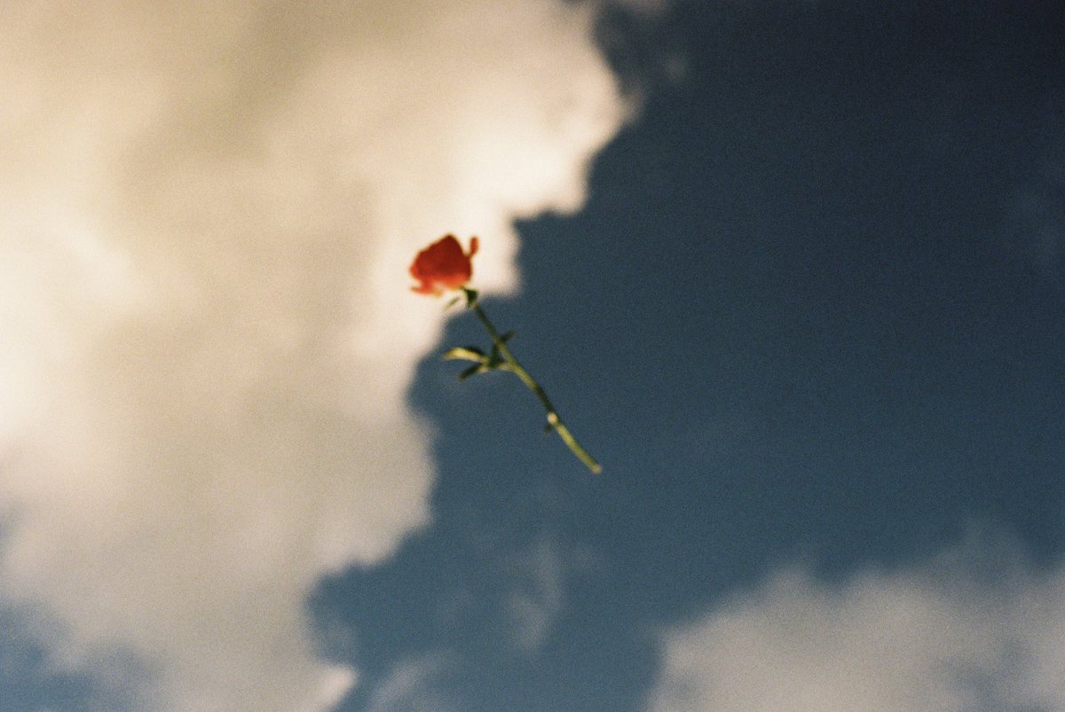 oshige_____'s tweet photo. 青空に花

#film https://t.co/YOBMhoyfdh