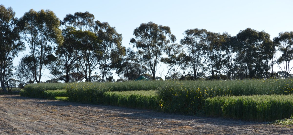 RC_daSilva's tweet photo. Sampling two field trials from the @UniofAdelaide
@GRDCSouth #FarmingSystemsSouth project in South-West Victoria (HRZ).
Both sites managed by @SouthernFS are looking great!
The project will be discussed this Wed (18/Oct) during the SFS's #AgriFocus. https://t.co/R2gxq38bw6