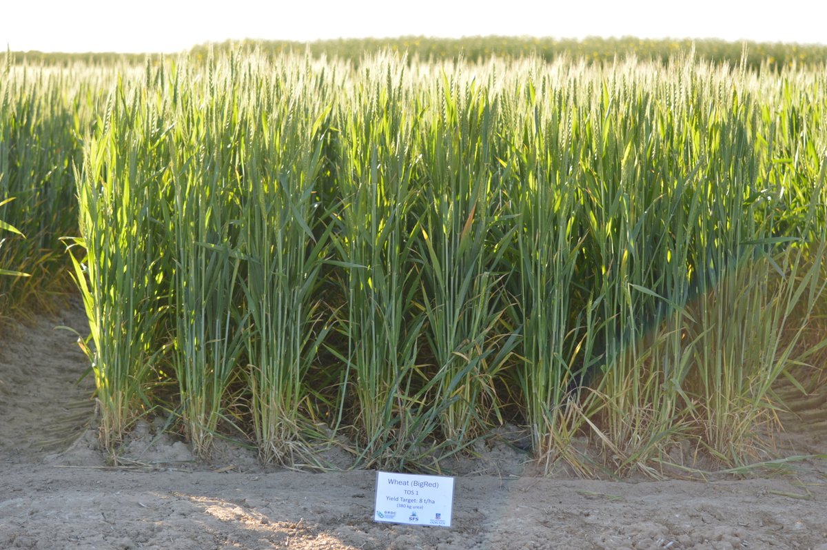 RC_daSilva's tweet photo. Sampling two field trials from the @UniofAdelaide
@GRDCSouth #FarmingSystemsSouth project in South-West Victoria (HRZ).
Both sites managed by @SouthernFS are looking great!
The project will be discussed this Wed (18/Oct) during the SFS's #AgriFocus. https://t.co/R2gxq38bw6