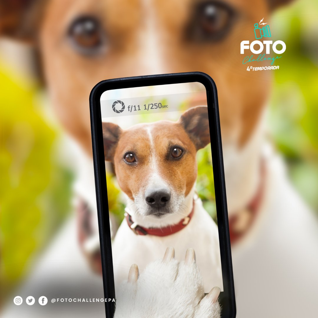 🐾 No siempre necesitas una cámara costosa para tomar fotos geniales de tus amigos peludos. 

📌Las cámaras de los teléfonos modernos son perfectamente capaces de inmortalizar momentos especiales.

#FotoChallengePa jueves a las 8:00 pm en el canal de YouTube de Telemetro.