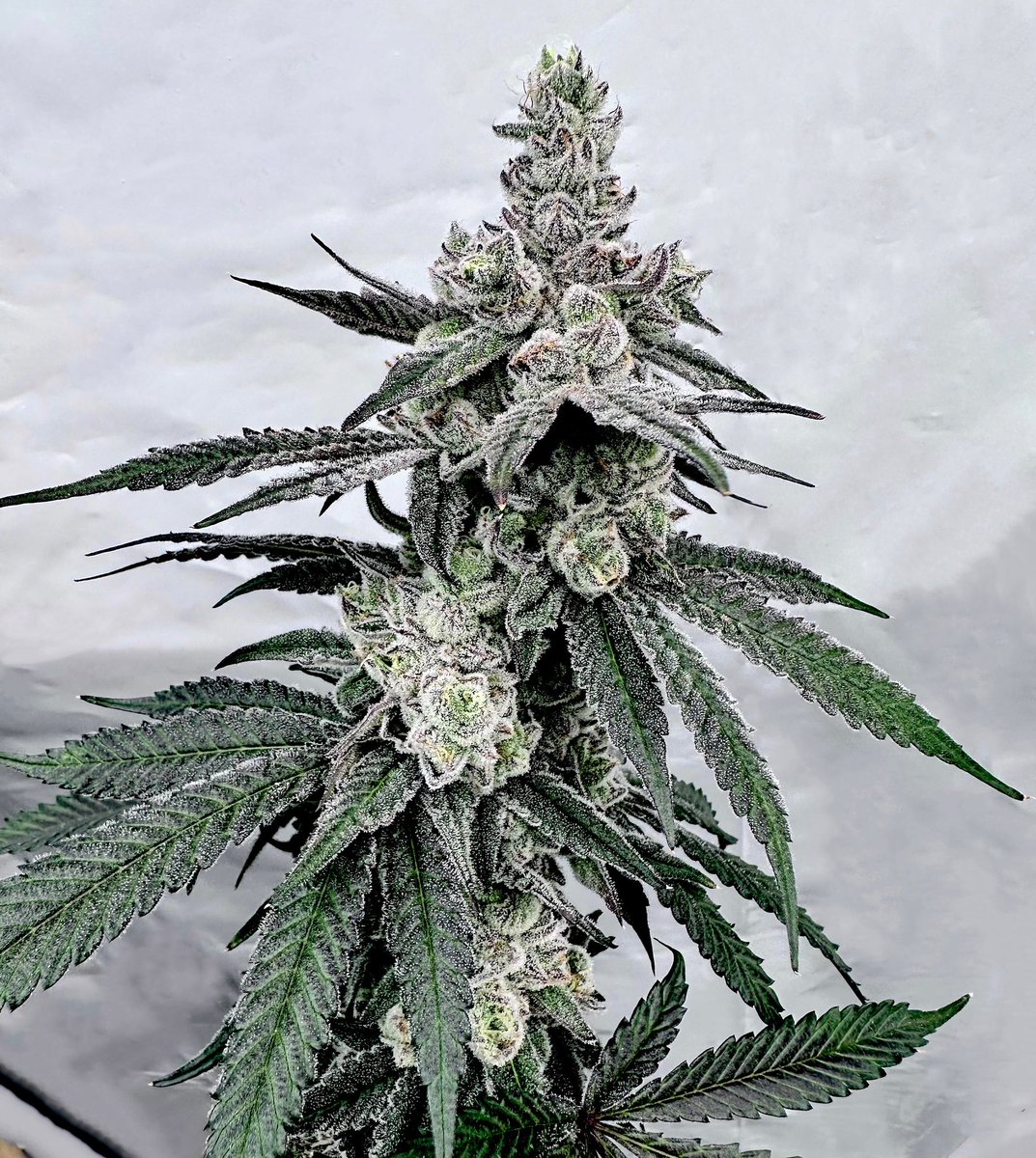 exoticgenetix's tweet photo. 🍭🧁🍭 Trap Truffles meets the infamous Milk & Cookies in Sigma Series Volume 2 ladies & gents!!! @SolfireGardens and I are calling this beauty Truffle’z & Cream for her insane candy cakey terps that stack all the way up just wet to the max baby! October 24th…… stayed tuned! 🤙🏼🤙🏼🤙🏼 #sigmaseries #trufflesandcream #exoticgenetix #solfiregardens #itsalifestyle