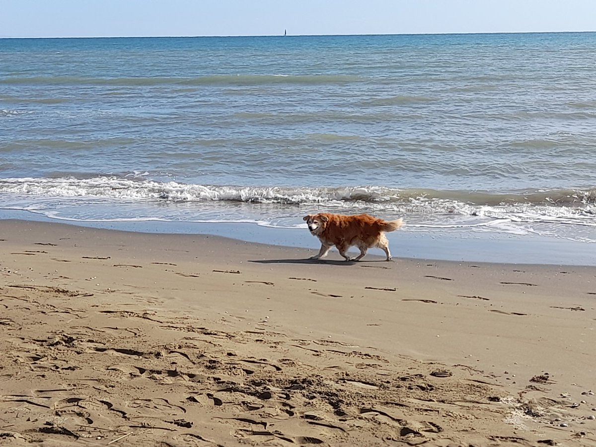 jasminchen8's tweet photo. Der groรe Wuff, fรผhlte sich total wohl, hingegen die kleine mit ihren 15,5 Jahren nur das rauschen der Wellen beobachtete
Bin froh dass wir dies endlich mal geschafft haben
#dogsbestfriend
#Meer https://t.co/JdtxIeFYYi