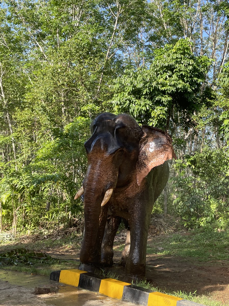 Somrak spent 14 days at the STEF Veterinary Centre. Find out why in our latest case study - southernthailandelephants.org/casestudy-somr…
#animalcharity #veterinarycare #elephantlover #elephants #thailand #animalwelfare #endangeredspecies