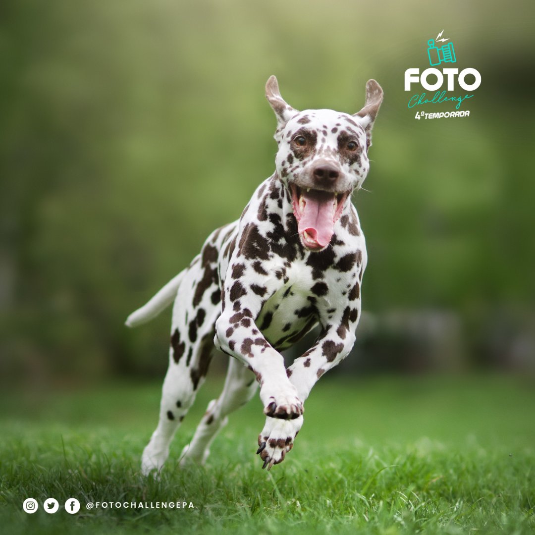 🐕 ¿Tu mascota no se queda quieta?

 ¡No te preocupes! Ajusta la velocidad de obturación para congelar la acción y obtendrás imágenes llenas de energía y diversión.

#FotoChallengePa jueves a las 8:00 pm en el canal de Youtube y Twitch de Telemetro.