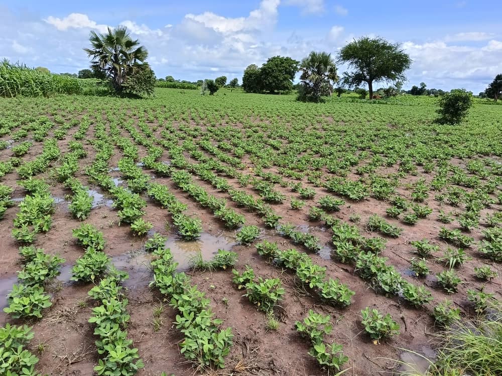 SAADO_SSD's tweet photo. People living with disabilities are often neglected in the #FoodSystems  supply chain. However, meaningful engagement and support are required to help them help themselves and contribute to food production and economic growth. Our groups of #PLWDs harvesting their crops in Awiel. https://t.co/rnLvmbEsum
