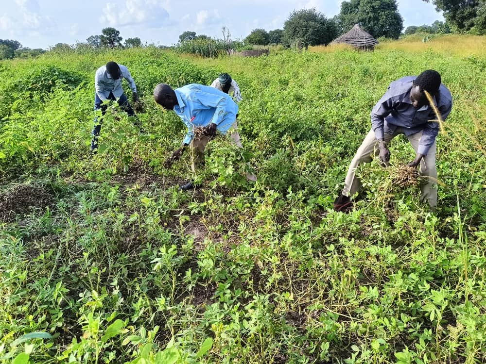 SAADO_SSD's tweet photo. People living with disabilities are often neglected in the #FoodSystems  supply chain. However, meaningful engagement and support are required to help them help themselves and contribute to food production and economic growth. Our groups of #PLWDs harvesting their crops in Awiel. https://t.co/rnLvmbEsum