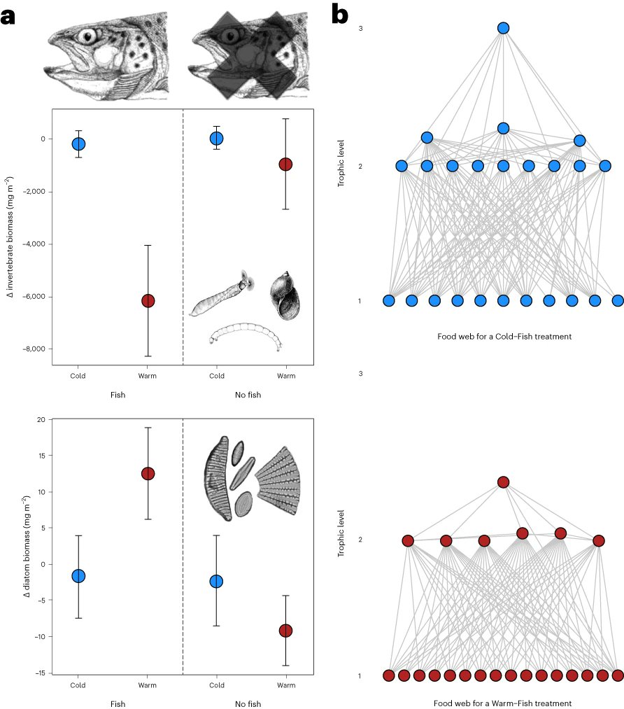 Eoin O'Gorman (@ejogorman) on Twitter photo Delighted to see my paper out in <a href="/NatureEcoEvo/">NatureEcoEvo</a> showing how warming and apex predators induce a freshwater trophic cascade via indirect effects through the food web, following an epic field experiment in Hengill, Iceland! nature.com/articles/s4155… Delighted to see my paper out in <a href="/NatureEcoEvo/">NatureEcoEvo</a> showing how warming and apex predators induce a freshwater trophic cascade via indirect effects through the food web, following an epic field experiment in Hengill, Iceland! nature.com/articles/s4155…