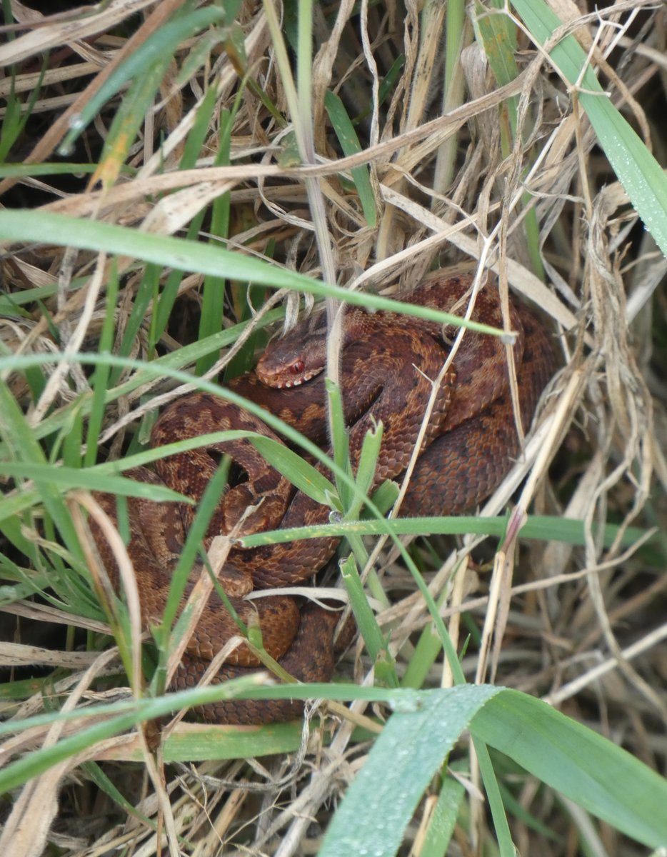 Juvenile adders basking in the autumn sunshine at Wild Woodbury.😍🐍 In July Rob Farrington, our Head of Wilder Landscapes, came across a gravid female carrying eggs. A few months later, four young were spotted in the same patch. bit.ly/3lh4SnY ~ Jack 📸 DaisyMeadowcroft
