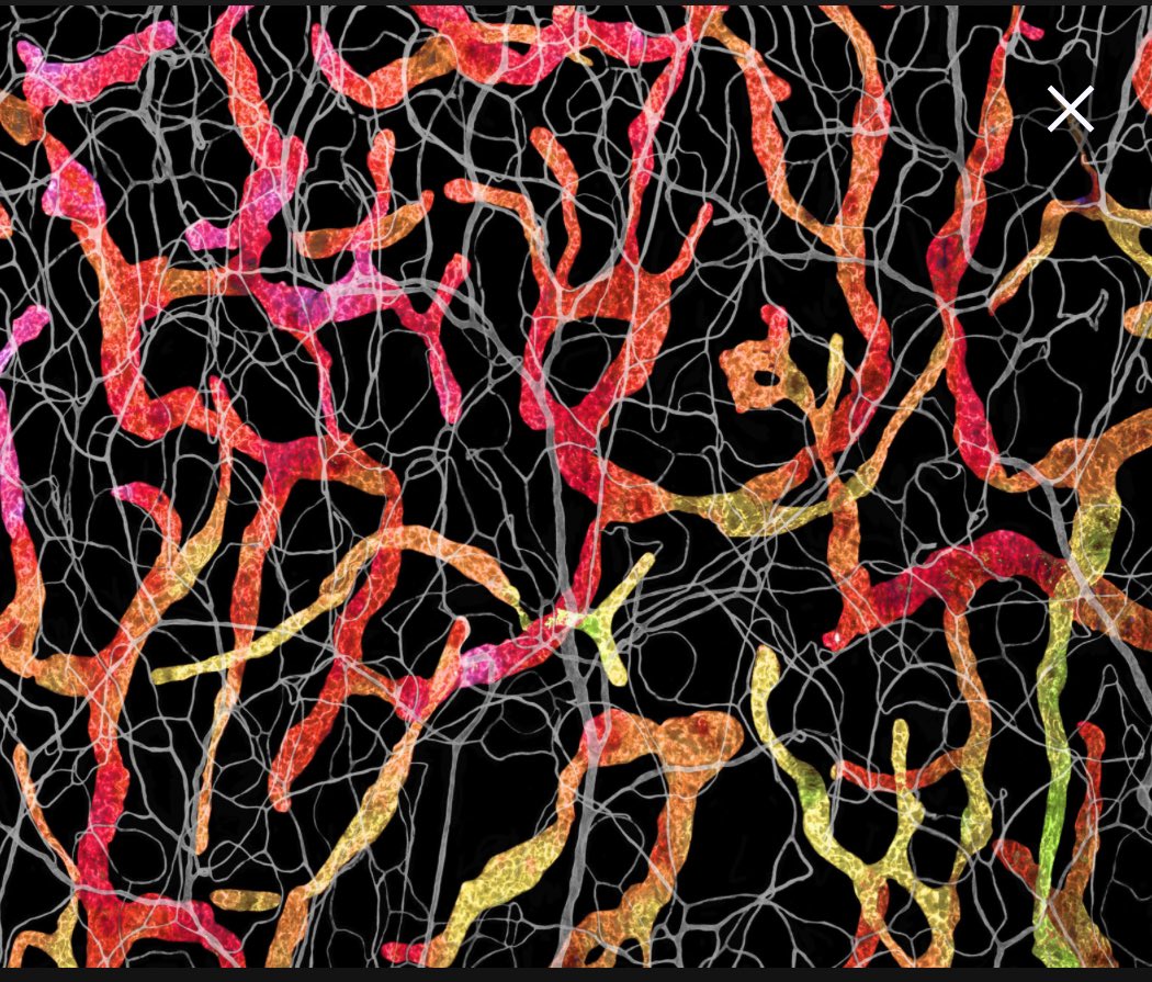 Sinem Karaman 🇺🇦 tweet media