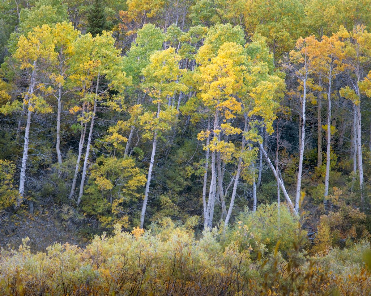 dubland's tweet photo. Aspens in Morning Reflected Light  
Last week I got to spend a morning in one of my favorite canyons in the Eastern Sierra. Still haven't seen it in peak fall colors, but it was still beautiful in the cool morning light. https://t.co/5OWq2wdHhu