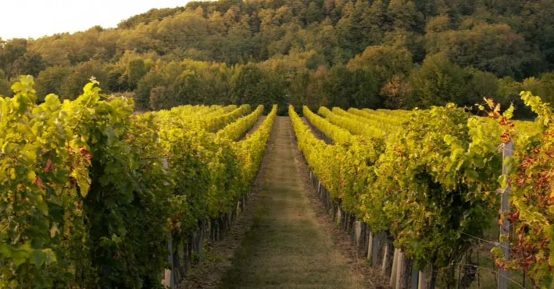 KedgeBS's tweet photo. #Recherche 🔬 | Claire Lamoureux – étudiante du KEDGE PHD – obtient une bourse internationale de recherche décernée par Great Wine Capitals Global Network (@WineCapitals).
