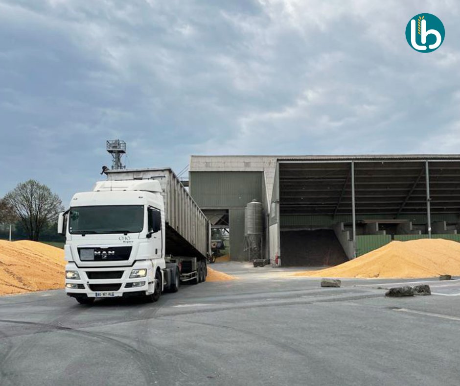 📣 EN DIRECT : La récolte de maïs bat son plein.
Toutes nos équipes sont sur le pont 🌽.