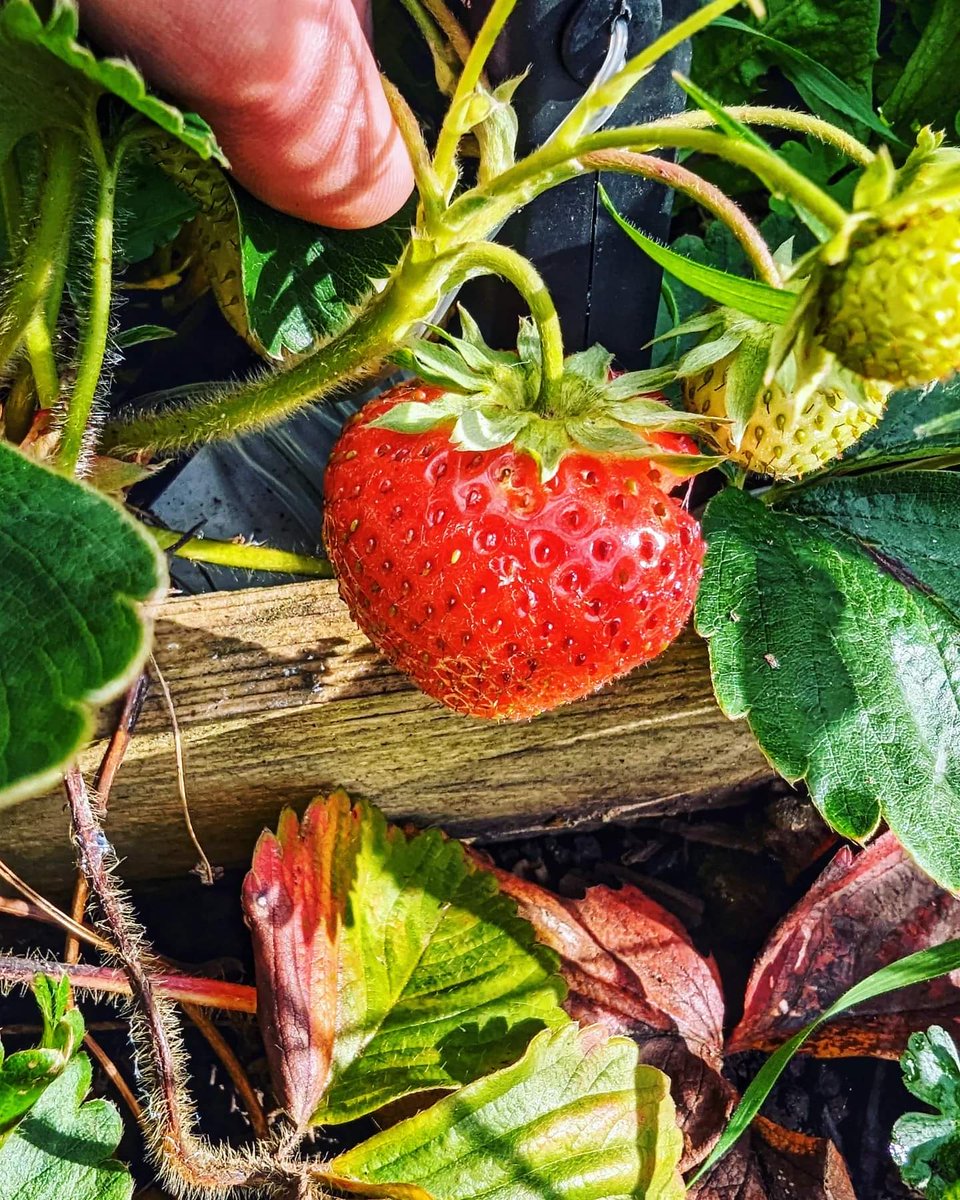 Three cheers for ramontant strawberries 🍓! 😋

Nature is abundant. There is enough for everyone's need, but not for some people's greed.

#permaculture #organic #growing #growyourown #autonomy #resilience #sustainability #food #health #nutrition
