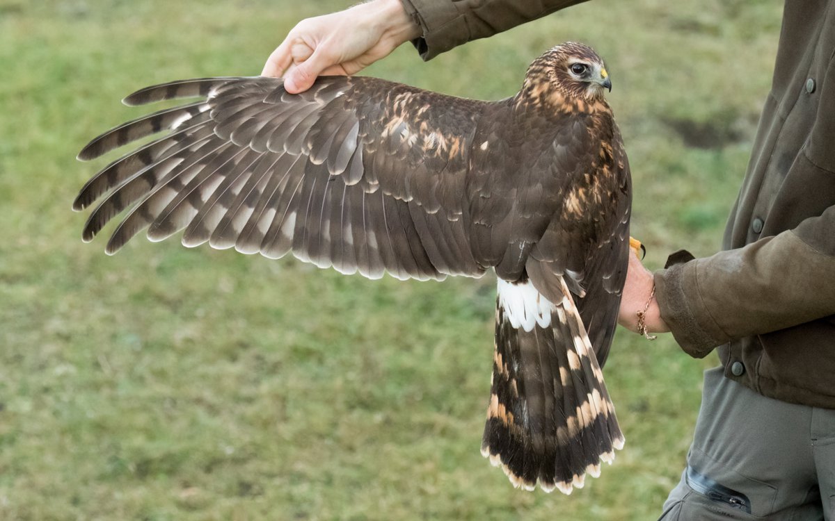 Absolutely blown away to catch this Hen Harrier @FI_Obs - what an amazing bird to see in the hand! 📸@Georgia_Platt_