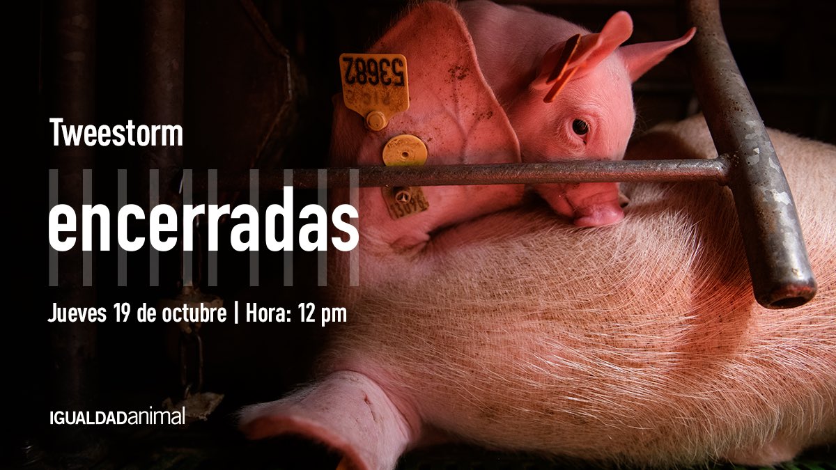 IgualdadAnimal's tweet photo. ¿Por qué es importante que participes en el Tweestorm #Encerradas del próximo jueves? 

La industria cárnica invierte millones de euros en publicidad en los medios de comunicación y por eso es muy difícil que estas investigaciones reciban la cobertura mediática que merecen. 

Por eso es tan importante ayudar a difundir estas investigaciones en redes sociales y conseguir así que lleguen al máximo número de personas. 

¿Contamos contigo? 

En este enlace tienes info y contenido para participar el próximo jueves en el Tweetstorm #Encerradas 👇

https://t.co/Y1YOuxcy5l