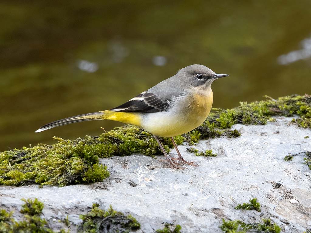 A beautiful Grey Wagtail.
