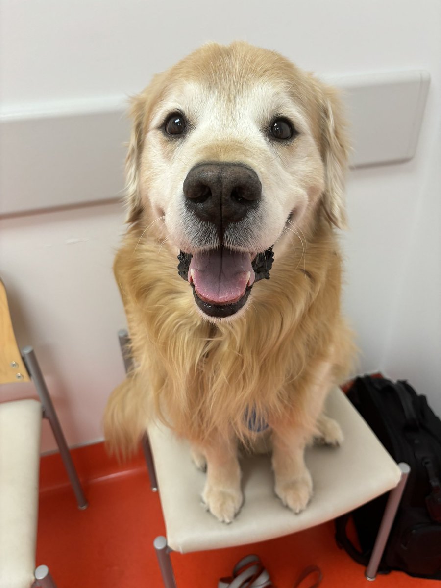 Happy #ToT from the vet’s office.  Had to have one of my lumps looked at today ❤️‍🩹.  They have WAFFLES here today as part of Vet Tech Appreciation Week.  Maybe I will snag one 🧇🤭 #DogsofTwitter #goldenretriver