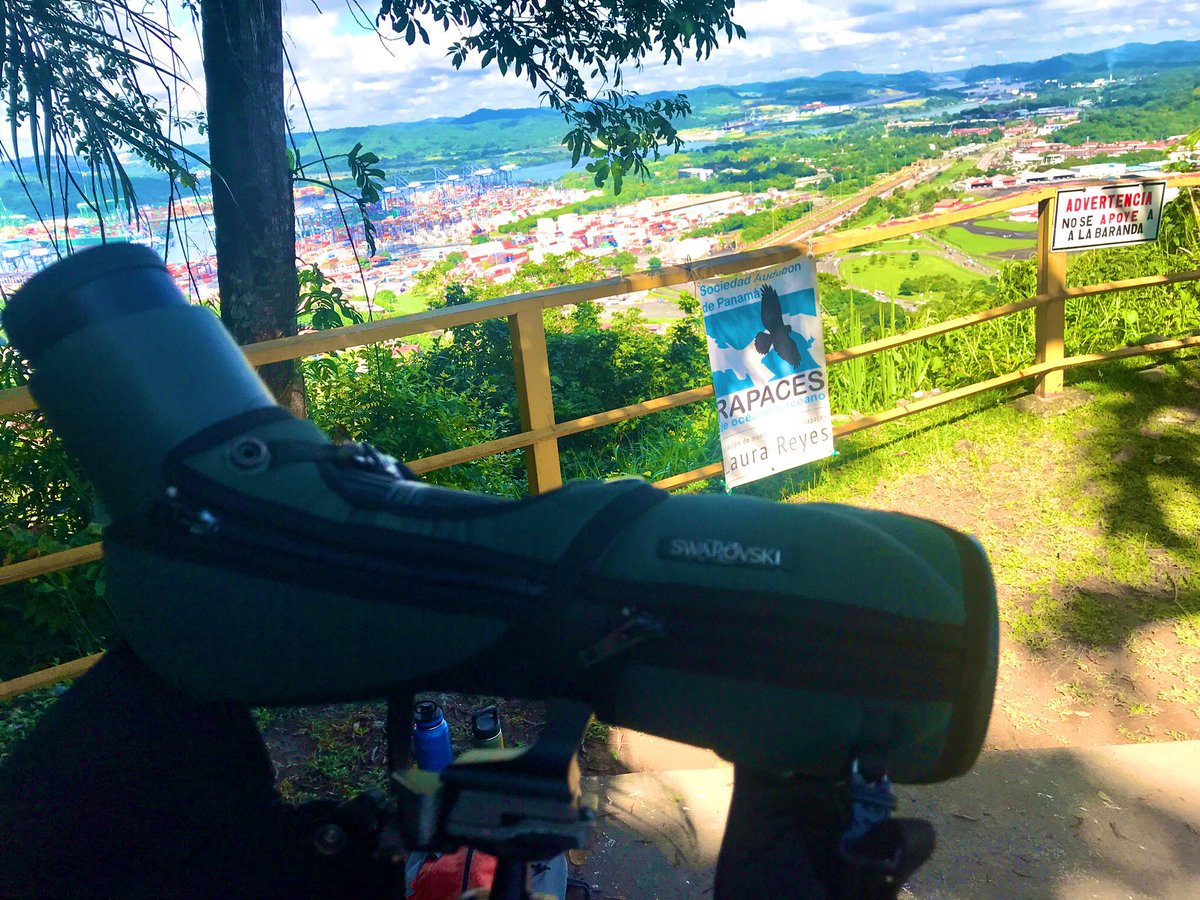 We are currently supporting the 2023 Cerro Ancón Hawkwatch #birds #birdwatching #nature #outdoors #hills #rainforest #hawkwatch #panama #visitpanama