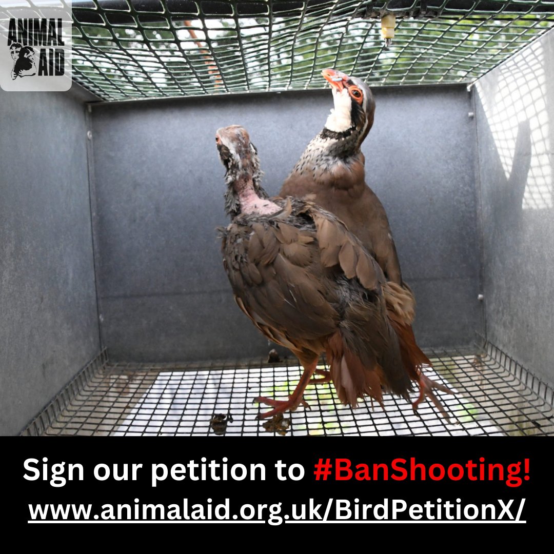 AnimalAid's tweet photo. Please sign &amp; share!
➡️https://t.co/5hGHx7sNDr https://t.co/rvsihHbFtv
