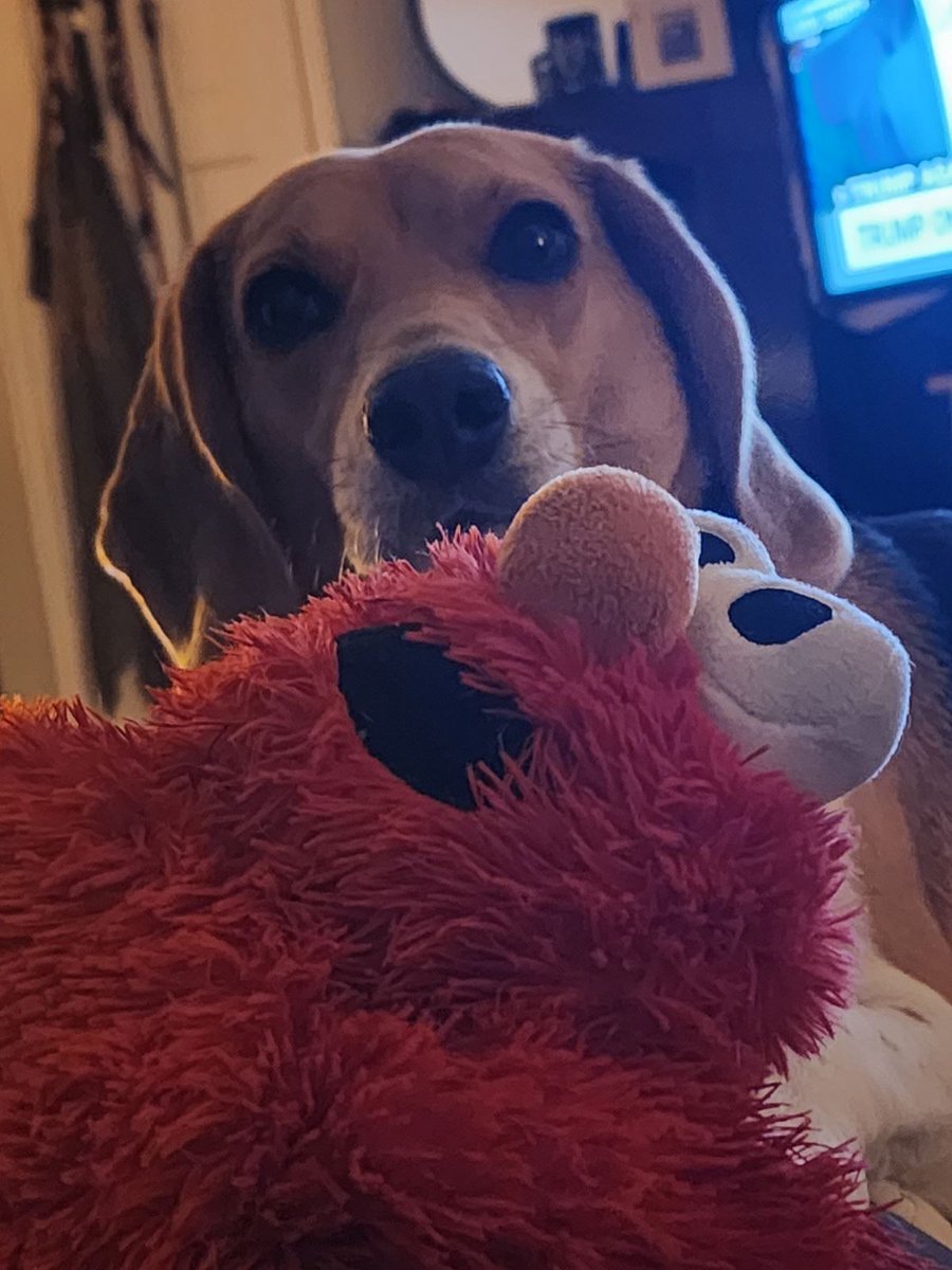wagthedoguk's tweet photo. Always love hanging out with Zoi, and Zoi always loves hanging out with her Elmo toy! 😂#beagelsofinstagram #beagel #dogpark #nycdog #nycdogs #nyc #westvillage #westvillageeats #westvillagedogs #westvillagerealestate #nycrealestate #nycrealtor #nycrestaurants #nychomes https://t.co/J5aq3Zg3Co