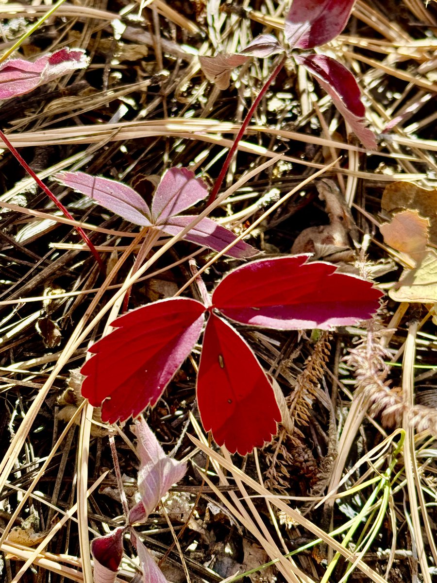 WyckedWyre's tweet photo. It’s The Little Things
#CarsonNationalForest https://t.co/p1XeRGaVV2