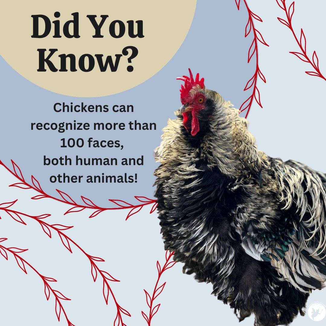 Chickens have incredible memories and facial recognition skills.