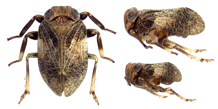 ejtaxonomy's tweet photo. [#Entomology] The Australian issid planthopper genus Orinda Kirkaldy, 1907: New  subgenera, #newspecies, host plant &amp; identification key (#Hemiptera:  Fulgoromorpha: Issidae)

✒️ Jérôme Constant &amp; Linda Semeraro
🔗 DOI:https://t.co/Dx82iHXm0A
#planthopper #Fulgoromorpha #Issidae https://t.co/cVyiBRXf9l