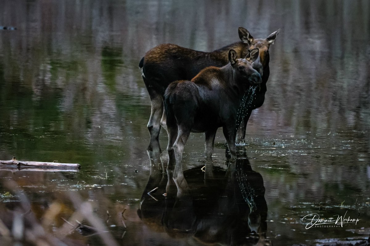 A family of moose in Maroon Bells lake. @BeautyNature___ @TodayInNature @Nature #bloodpressurebreak @NatGeoPhotos