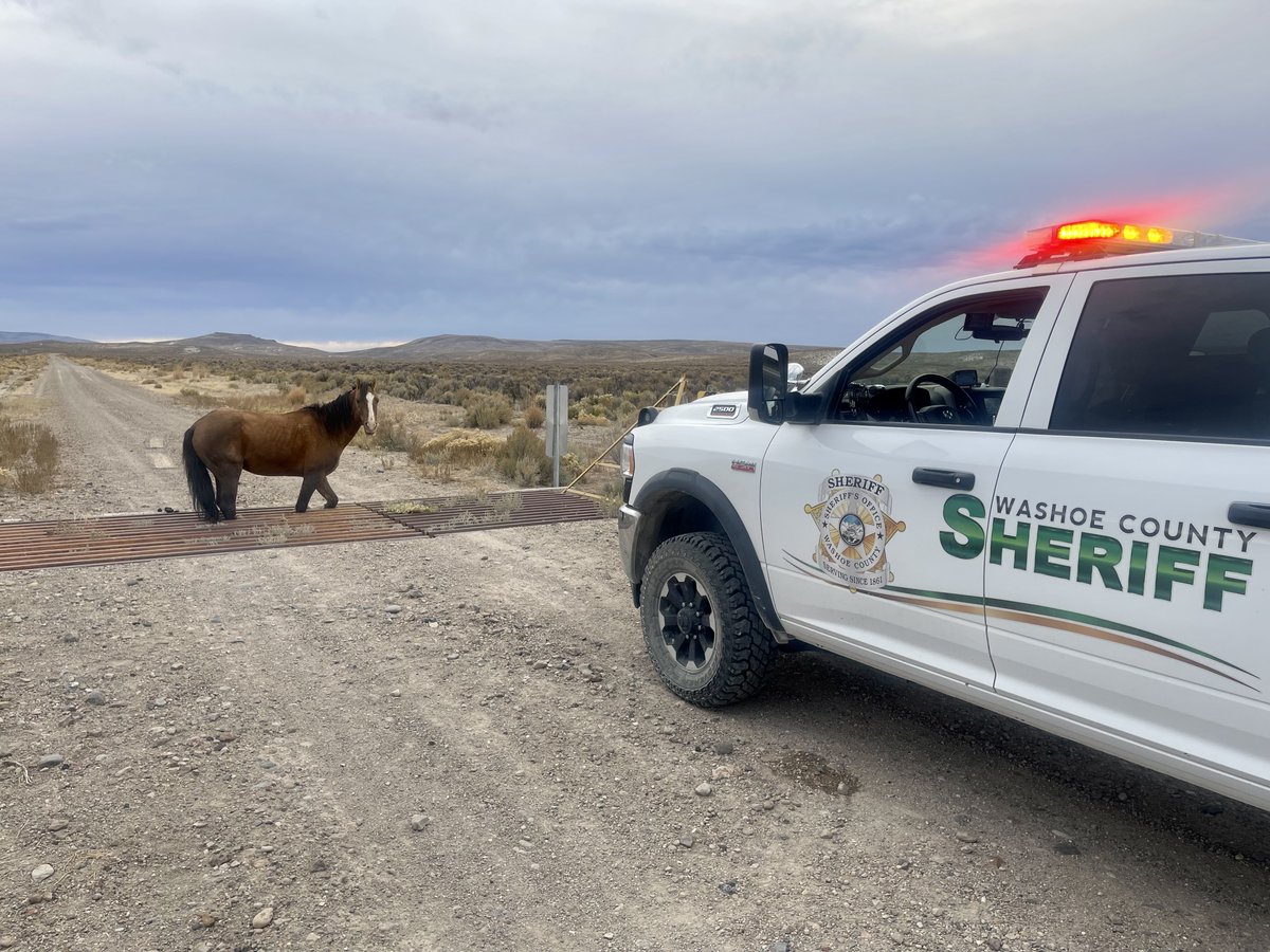 WashoeSheriff's tweet image. This past weekend, Washoe County Sheriff’s Office Deputies in Gerlach received a call for service about a wild horse that was caught in a cattle guard.

When Deputies arrived on scene, they found a horse with its hooves stuck in a scary situation.