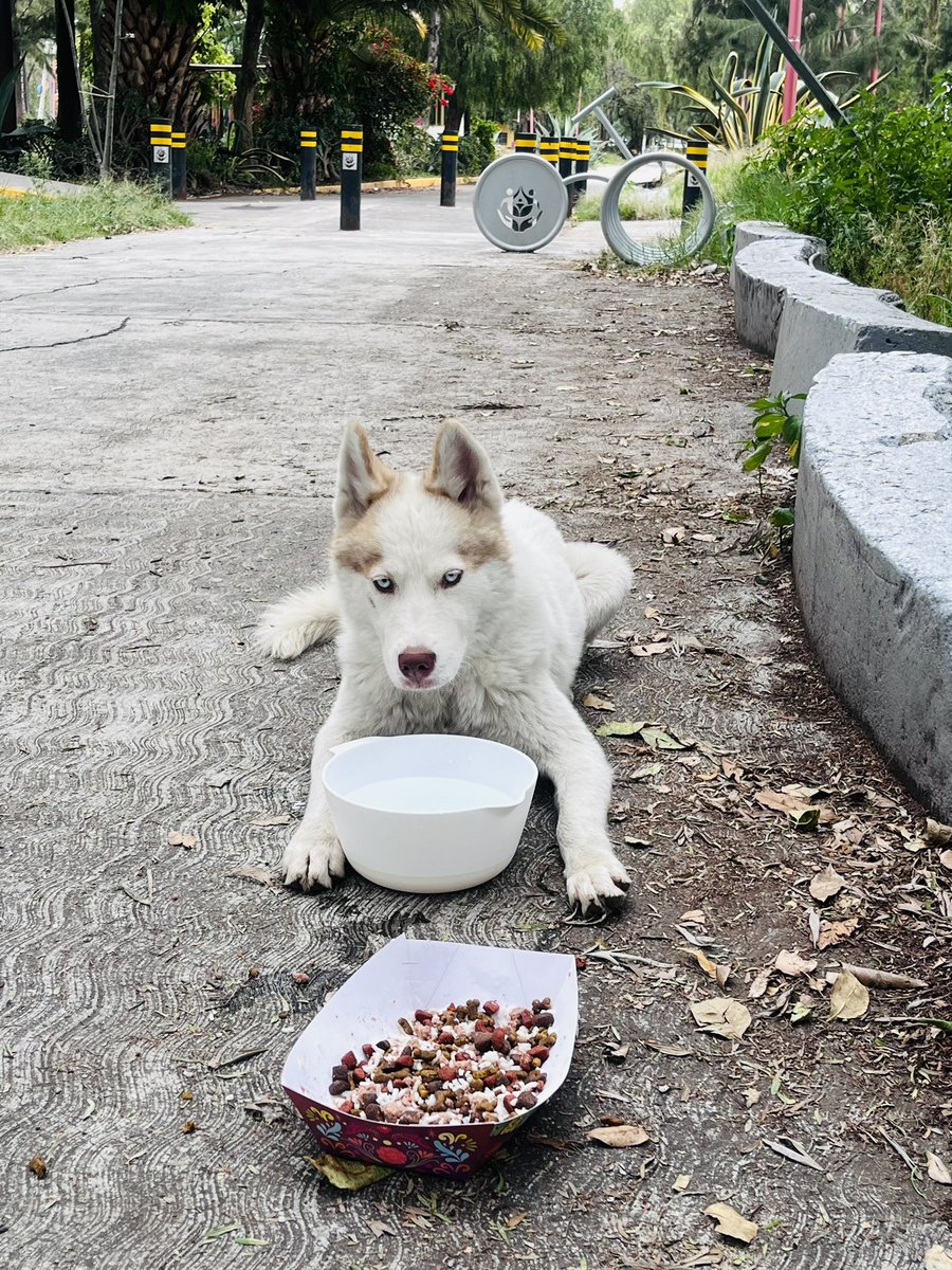76_2006's tweet photo. Amigos🥹perrita Husky,ojos azules entre6-8 meses.Desesperada,sin rumbo le di de comer y beber me rompió❤️‍🩹verla tan triste🥲No pude dejarla la lleve a pensión.El plan es,si sus dueños salen!Si no es así la voy a esterilizar lo más pronto para poder darla en adopción!comparte🙏 https://t.co/ngpvNDTALH