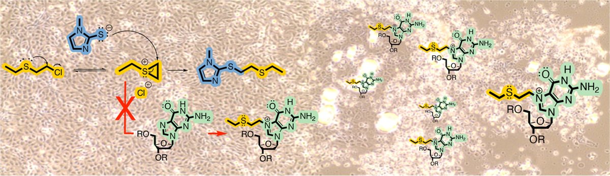 SDState's tweet photo. Since 1917, sulfur mustard has been used repeatedly in combat—with no known antidote available for treatment. Now, a new study from two #SDState researchers has revealed an effective approach to treating sulfur mustard poisoning.

https://t.co/8ZZRrUFqxw https://t.co/50FWm0Wvyo