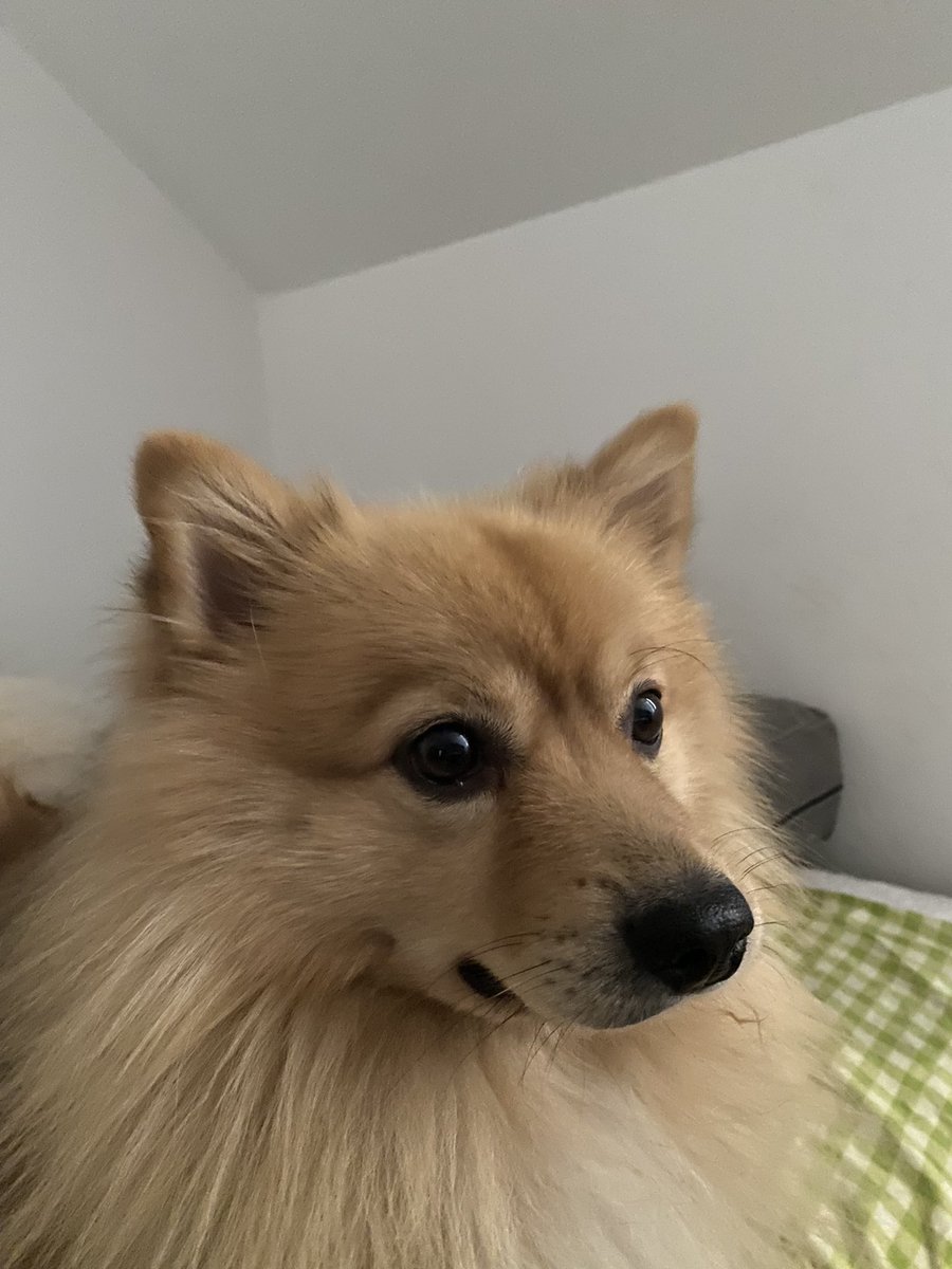 MonsterPockets7's tweet image. 🥰 #dogcontent tribble no. 2