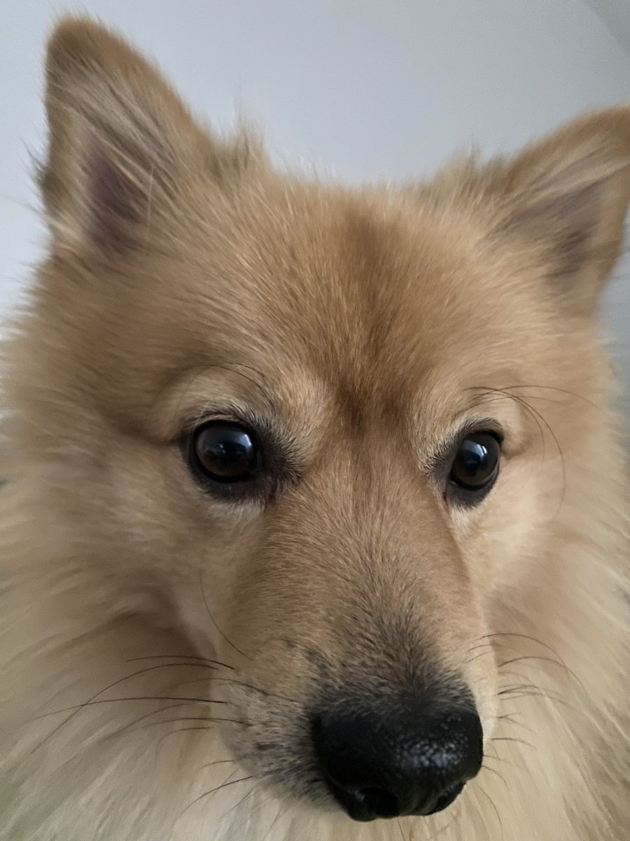 MonsterPockets7's tweet image. 🥰 #dogcontent tribble no. 2