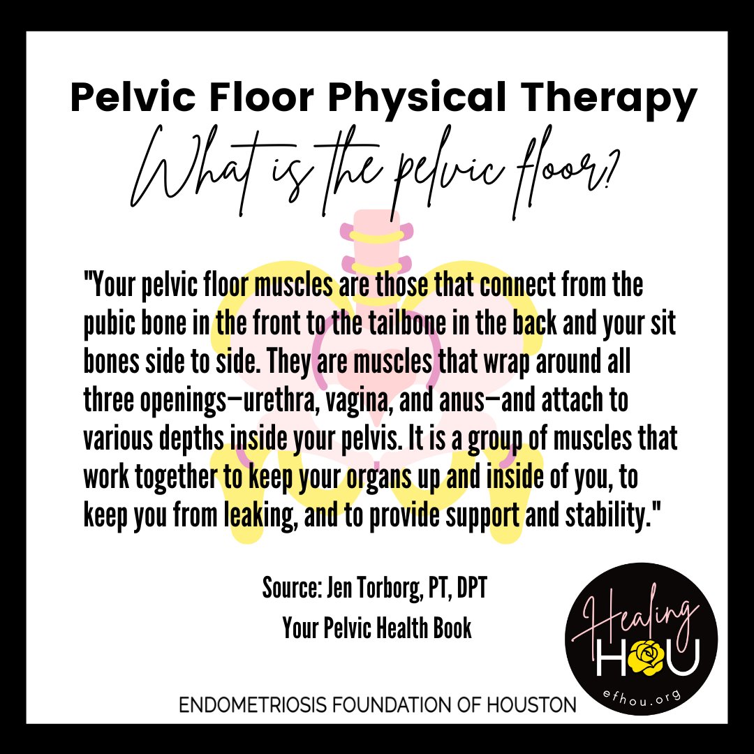 ef_hou's tweet photo. What is the pelvic floor? #endometriosis #endo #pelvicfloor #physicaltherapy #pfpt #pelvichealth #htx #houston https://t.co/KbPZZEy6sS
