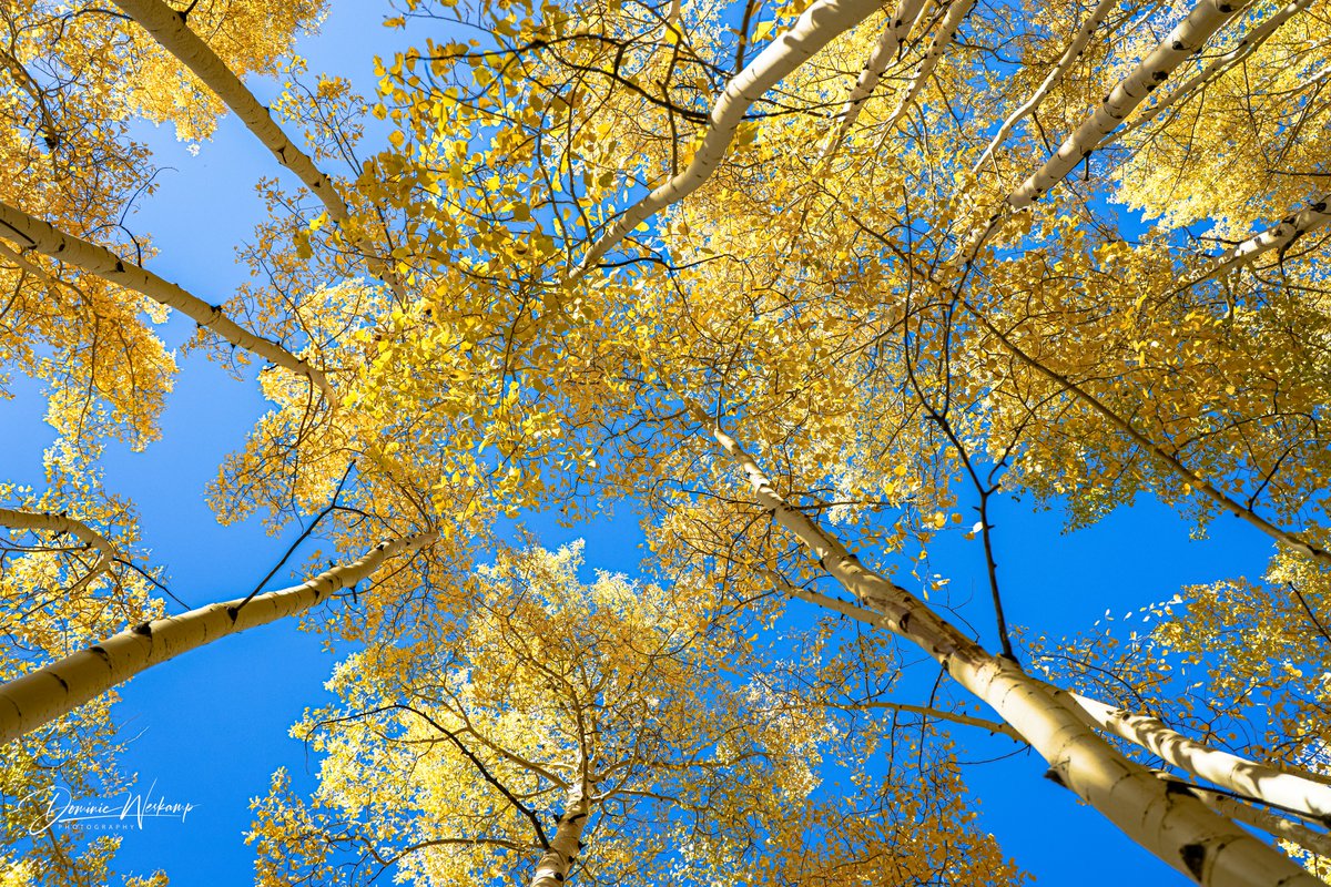 Don't forget to look up! Golden aspens and blue skies in Steamboat Springs Colorado! @BeautyNature___ @TodayInNature @Nature @aspentrees #fallfoliage #bloodpressurebreak #aspens