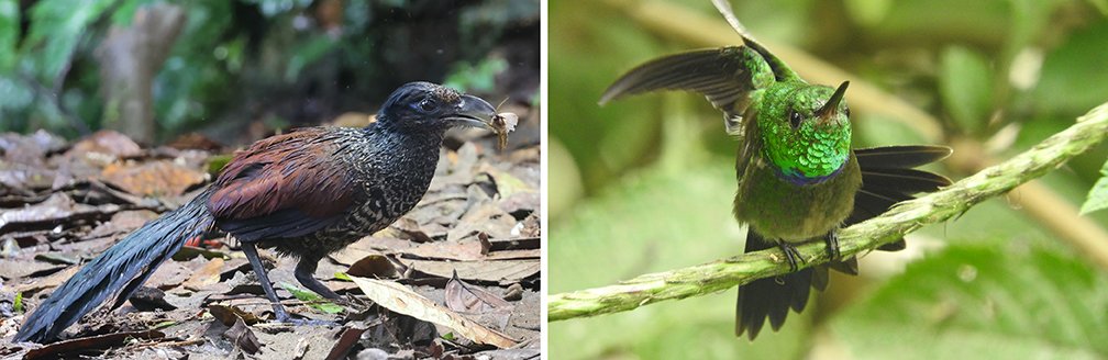 Universität Würzburg #UniWürzburg (@uni_wue) on Twitter photo #Rainforests: Animal sounds are a very good indicator of #biodiversity in tropical reforestation areas, as #AI models prove. Paper <a href="/NatureComms/">Nature Communications</a>, congrats to Jörg Müller, Oliver Mitesser <a href="/eco_FSF/">Field Station Fabrikschleichach</a> <a href="/NBluthgen/">🪲</a> <a href="/TUDarmstadt/">TU Darmstadt</a> Martin Schaefer <a href="/jocotoco_org/">FundaciónJocotoco</a>!➡️ uni-wuerzburg.de/en/news-and-ev… #Rainforests: Animal sounds are a very good indicator of #biodiversity in tropical reforestation areas, as #AI models prove. Paper <a href="/NatureComms/">Nature Communications</a>, congrats to Jörg Müller, Oliver Mitesser <a href="/eco_FSF/">Field Station Fabrikschleichach</a> <a href="/NBluthgen/">🪲</a> <a href="/TUDarmstadt/">TU Darmstadt</a> Martin Schaefer <a href="/jocotoco_org/">FundaciónJocotoco</a>!➡️ uni-wuerzburg.de/en/news-and-ev…