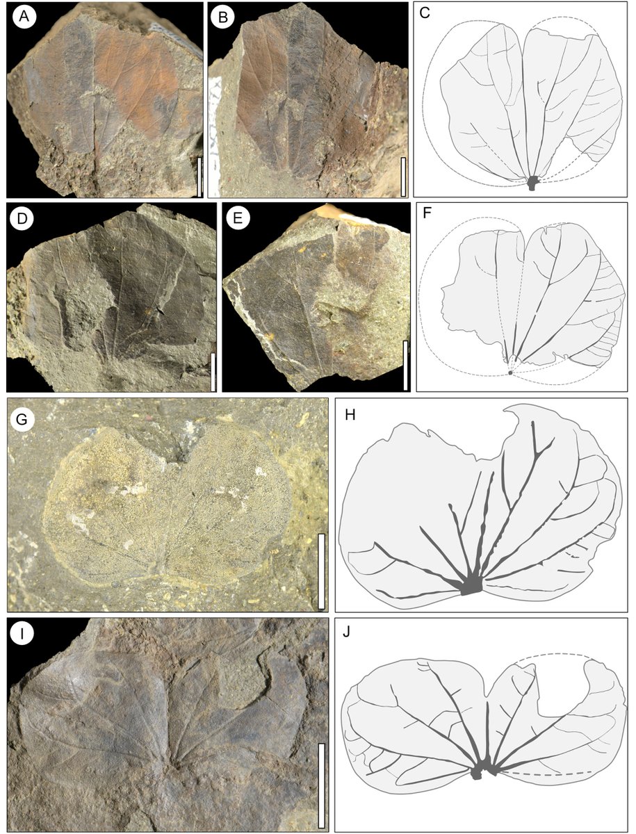 New: Gao et al. – The oldest fossil record of Bauhinia s.s. (Fabaceae) from the Tibetan Plateau sheds light on its evolutionary and biogeographic implications doi.org/10.1080/147720… Scale bars equal 1 cm