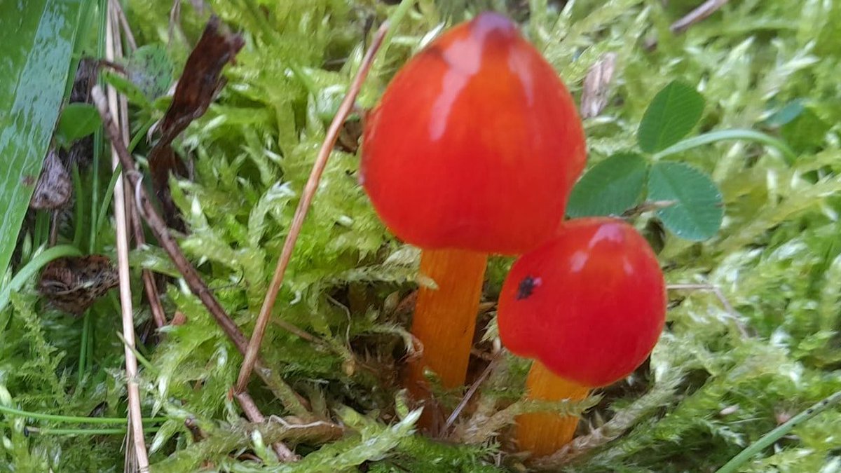 It was a treat to find Scarlet Waxcaps at one of our reserves as they are not common. They are small bright red, wet look #Toadstools. They grow in clumps in cropped grass, lawns and woodland clearings from late summer to early winter. #LovelyFind #Autumnal